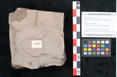 Foto (Objekt + Etikett) von Sapotacites sideroxyloides Ettingshausen (NHMW-GEO-2024-0188-8014)